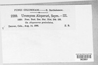 Uromyces alopecuri image